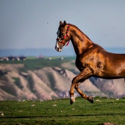 گردش قطار گردشگری گرگان، جشنواره اقوام در سرزمین اسب و تار | عکس