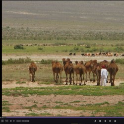 مستند کوتاه سارو | دیوار | عکس