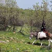 زندگی هه وار نشینی | عکس