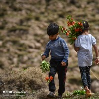 دشت لاله‌های واژگون منطقه سپیدان؛ فارس | عکس