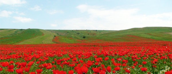 عکس گردش دشت لار