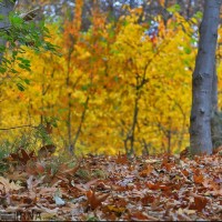 طبیعت پاییزی روستای «مهنان»، خراسان شمالی | عکس