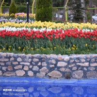 جشنواره گل لاله؛ اراک | عکس