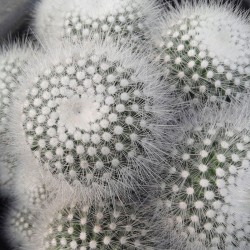 عکس گروه هنری کاکتوس