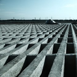 فیلم ریشه | عکس