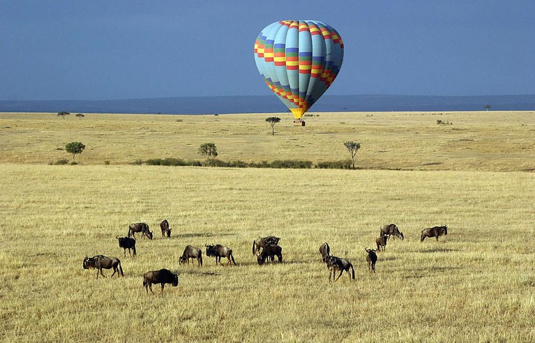 عکس گردش حیات‌وحش کنیا