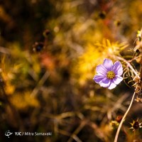 پاییز در باغ گیاه‌شناسی | عکس