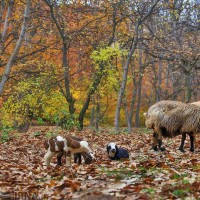 طبیعت پاییزی روستای «مهنان»، خراسان شمالی | عکس