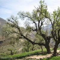 طبیعت روستای لندی چهارمحال و بختیاری | عکس