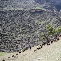 طبیعت روستای لندی چهارمحال و بختیاری | عکس