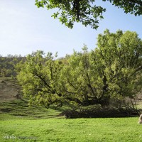 طبیعت روستای لندی چهارمحال و بختیاری | عکس