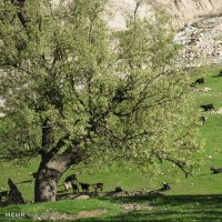 طبیعت روستای لندی چهارمحال و بختیاری | عکس