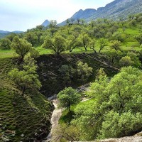 طبیعت بهاری گچساران در کهگیلویه و بویر احمد | عکس