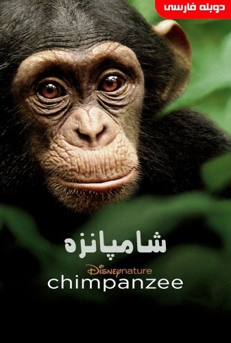 عکس مستند شامپانزه