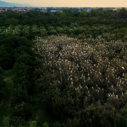 مستند کابوک | عکس