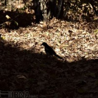 پاییز باغ شاهزاده ماهان  | عکس