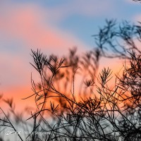 پاییز در باغ گیاه‌شناسی | عکس