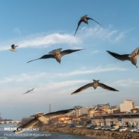 پرواز کاکایی ها برفراز «چشمه کیله» | عکس