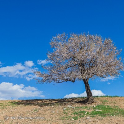 شکوفه‌های زیبای بهاری؛ سامان | عکس