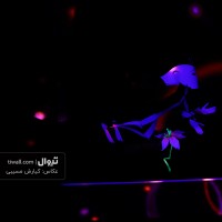 نمایش او که جان می دهد | گزارش تصویری تیوال از نمایش او که جان می دهد / عکاس: کیارش مسیبی | عکس