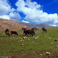 طبیعت روستای زنجیره ایلام | عکس