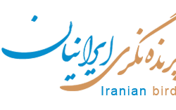 عکس باشگاه پرنده‌نگری ایرانیان
