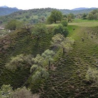 طبیعت بهاری گچساران در کهگیلویه و بویر احمد | عکس