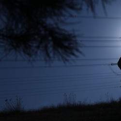 فیلم سیم چهارم | عکس