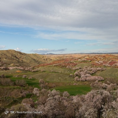 شکوفه‌های زیبای بهاری؛ سامان | عکس
