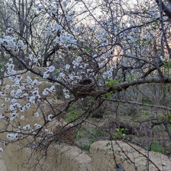 گردش جشنواره ی شکوفه‌های زردآلو و سیب منصوریه | عکس