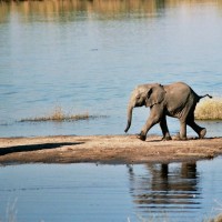 طبیعت کشور بوتسوانا Botswana | عکس