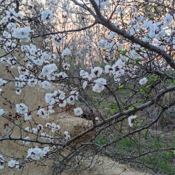 گردش جشنواره ی شکوفه‌های زردآلو و سیب منصوریه | عکس