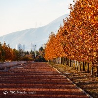 پاییز در باغ گیاه‌شناسی | عکس
