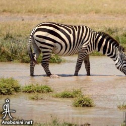 گردش حیات‌وحش کنیا | عکس