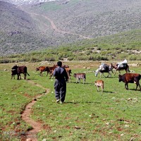 زندگی هه وار نشینی | عکس