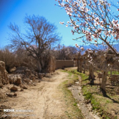 زمستان بهاری یزد | عکس