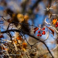 پاییز در باغ گیاه‌شناسی | عکس