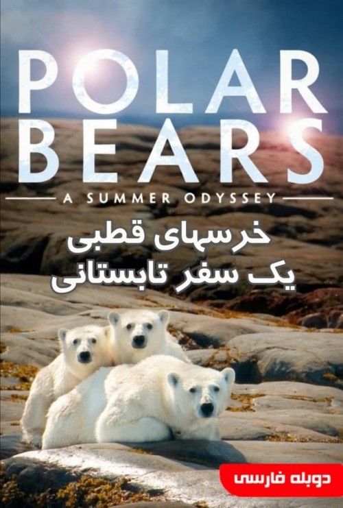 عکس مستند خرسهای قطبی: یک سفر تابستانی
