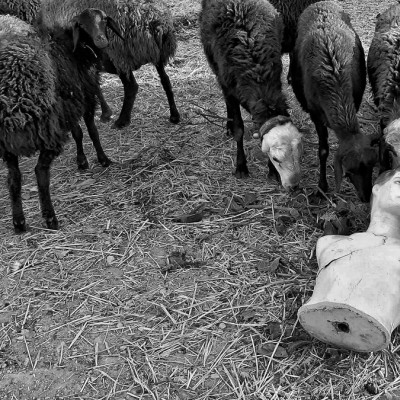 عکس‌های موبایلی بخش سوم | لطفا گوسفند نباشید - شبنم ملکی