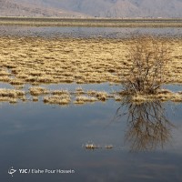 تالاب کمجان شیراز | عکس