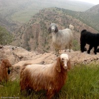 طبیعت روستای زنجیره ایلام | عکس