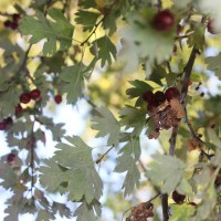 گردش جشن مهرگان در شهرستانک | گزارش تصویری از تور جشن مهرگان | عکس