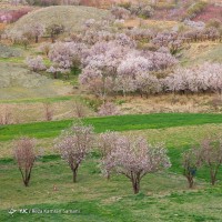 شکوفه‌های زیبای بهاری؛ سامان | عکس