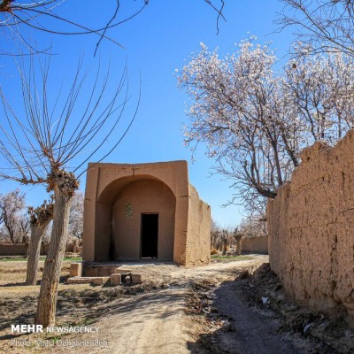 زمستان بهاری یزد | عکس