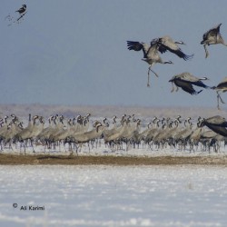 گردش پرنده‌نگری در تالاب میقان | عکس