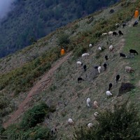 روستای فیلبند | عکس