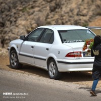 دشت لاله‌های واژگون منطقه سپیدان؛ فارس | عکس
