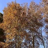 پاییز باغ شاهزاده ماهان  | عکس