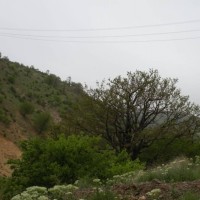جنگل ابر شاهرود | عکس
