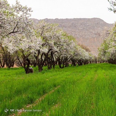 شکوفه‌های زیبای بهاری؛ سامان | عکس